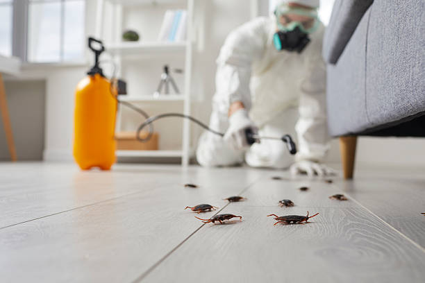 Post-Treatment Bed Bug Interceptor Monitoring in Broad Brook